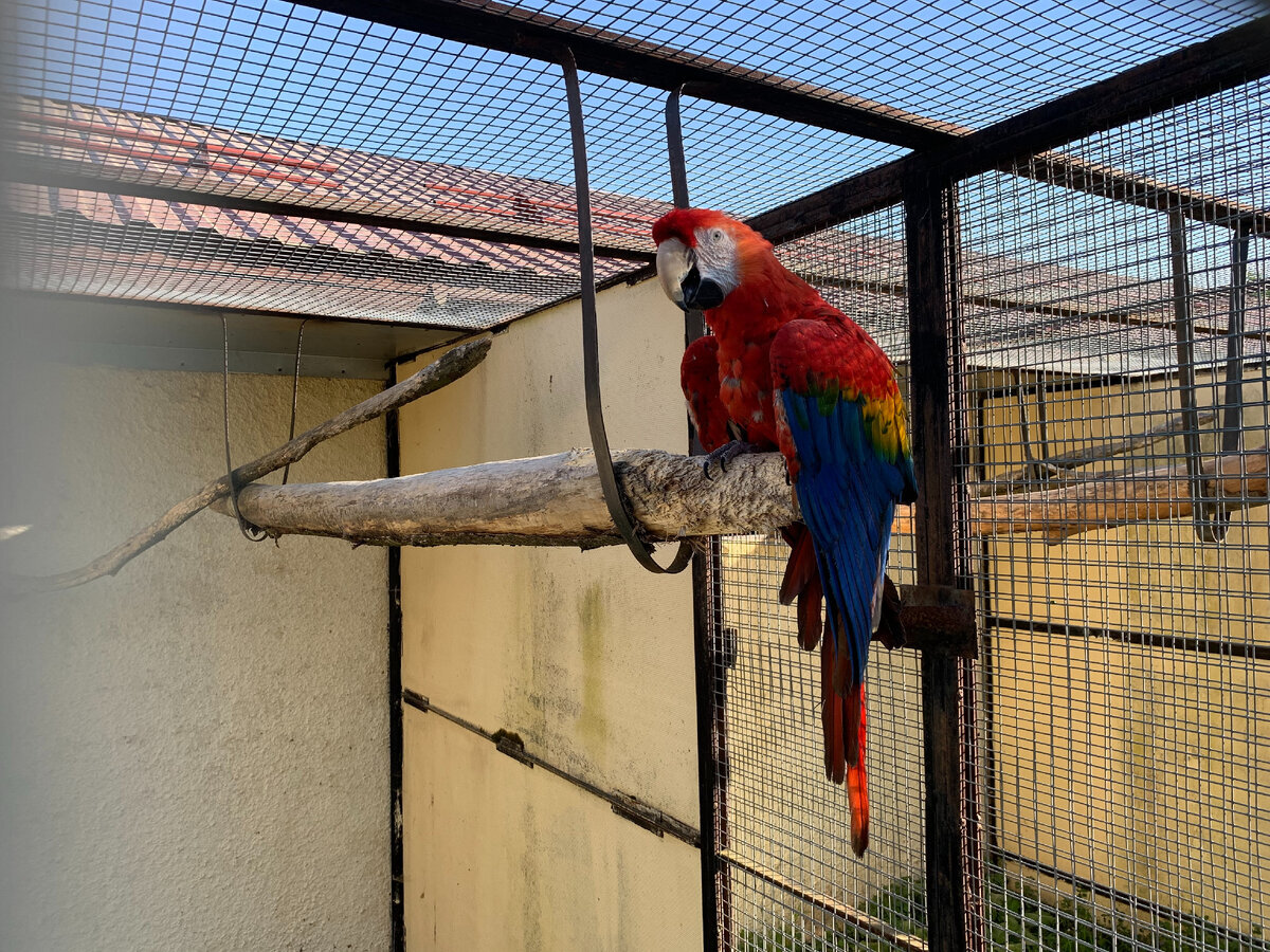 Попугаи в парке птиц