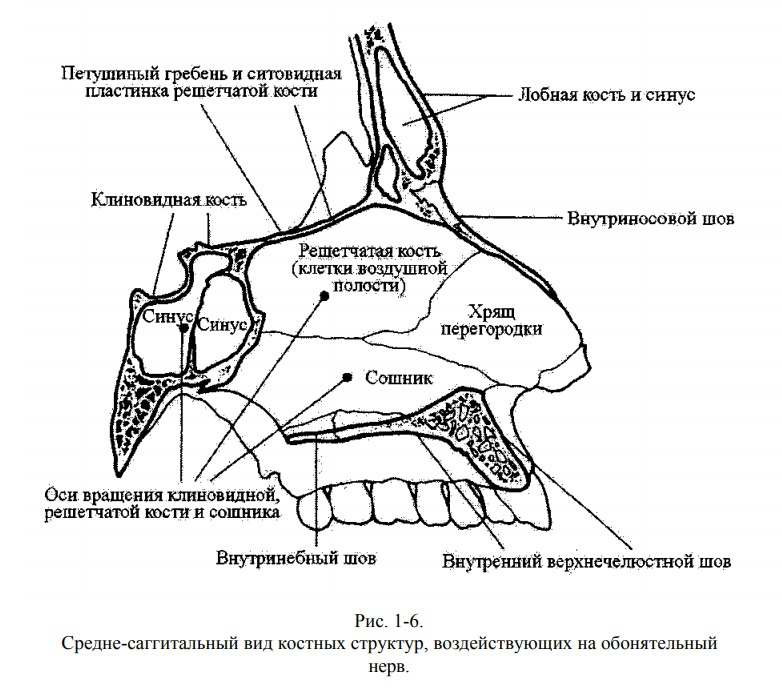 Источник рисунка, - яндекс https://flectone.ru/reshetchataya-borozda-nosovoy-kosti.html