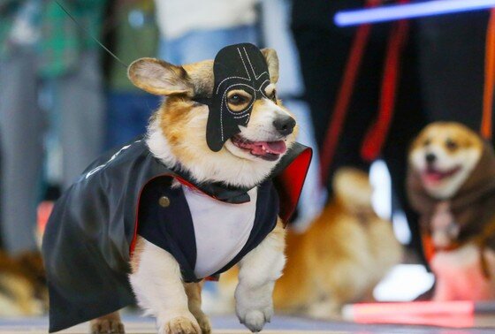    Международный день «Звездных войн» на выставке «В далекой-далекой Галактике» на ВДНХ