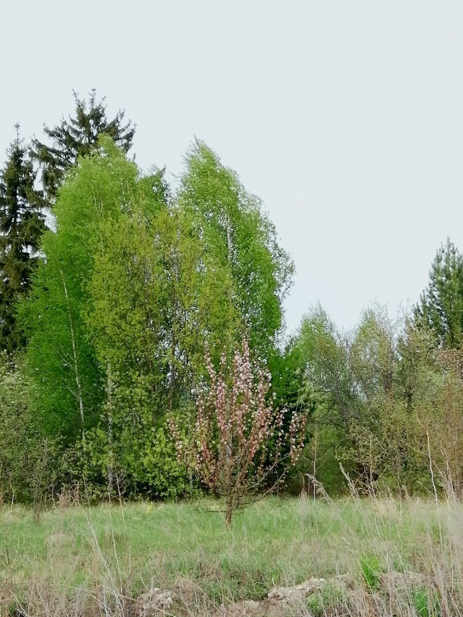 Цветёт абсолютно всё. Фото автора