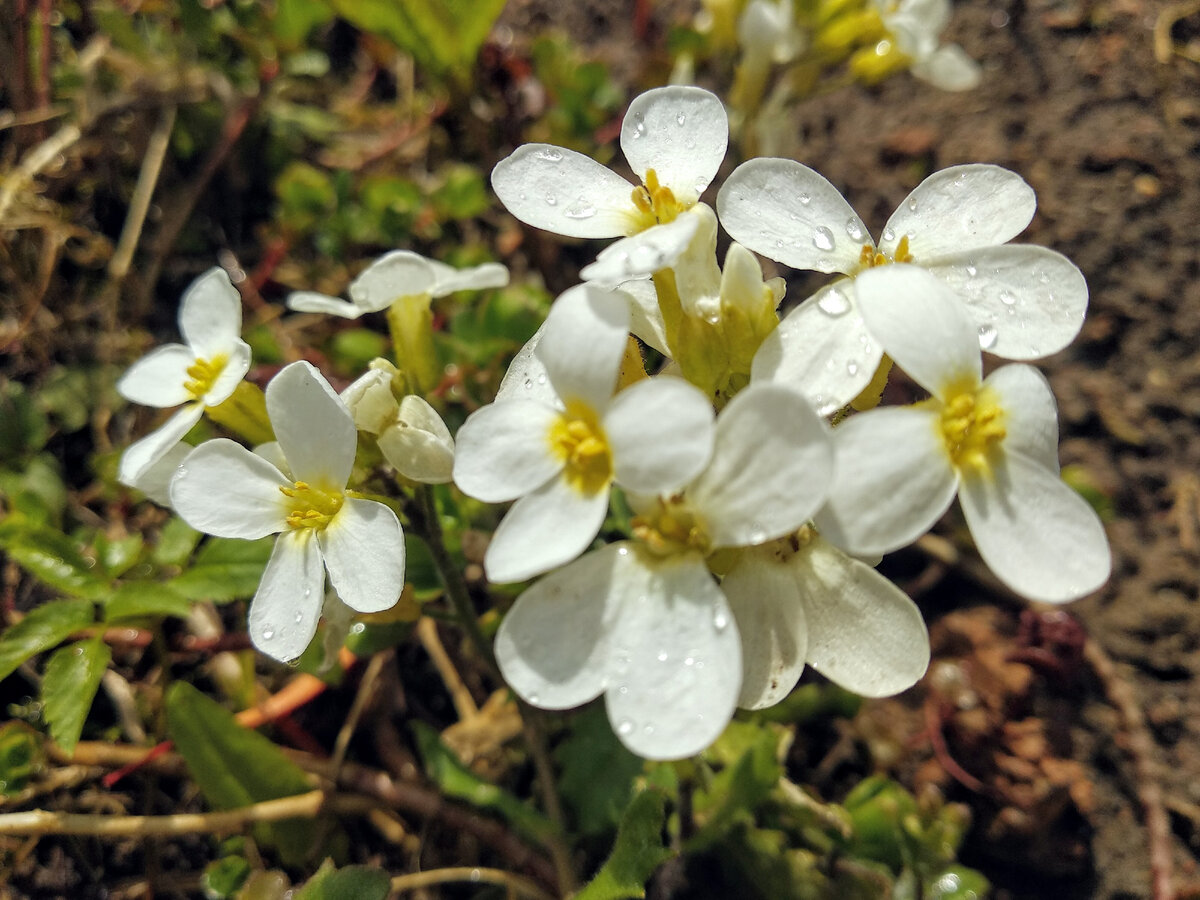 Арабис кавказский, или резуха. Фото автора
