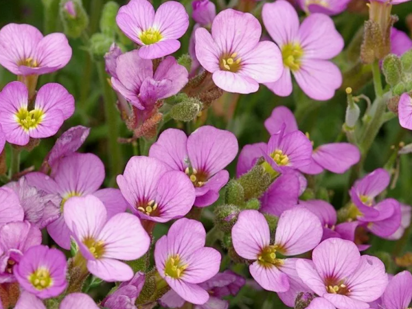 Резуха с розовыми цветками. Скрин фото автора