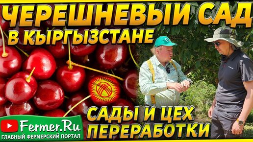 Черешневый сад как бизнес. Сколько ягоды с 1 гектара? Цех переработки. Садоводство Кыргызстана.