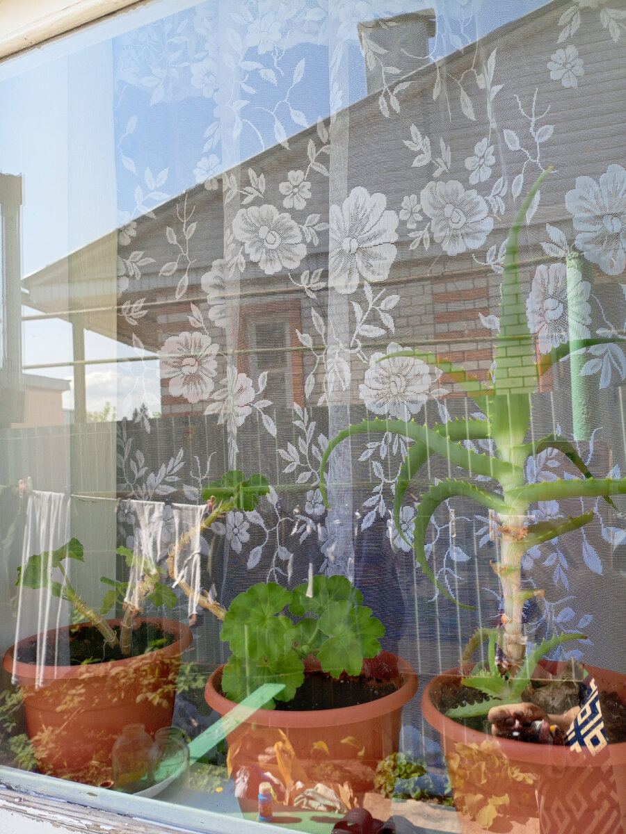 Поставила на чистое окошко☺️