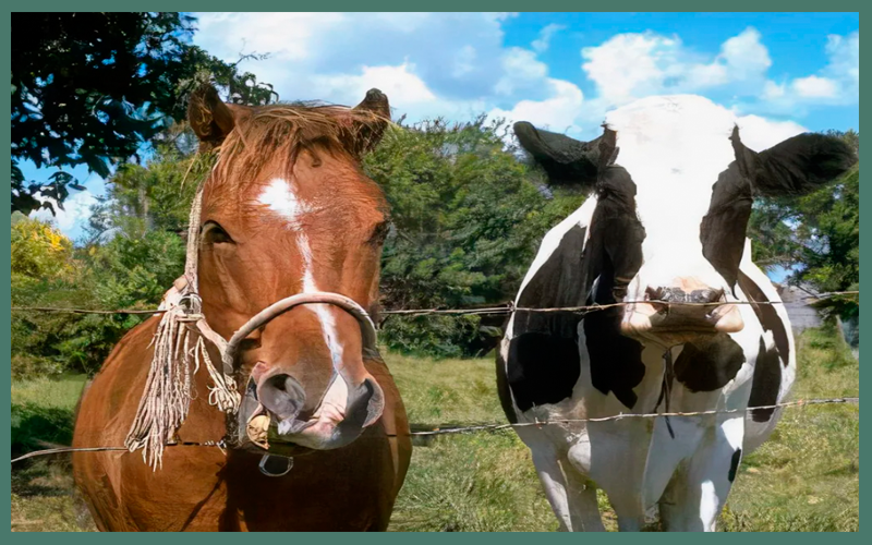 Найди десять отличий и десять подобий