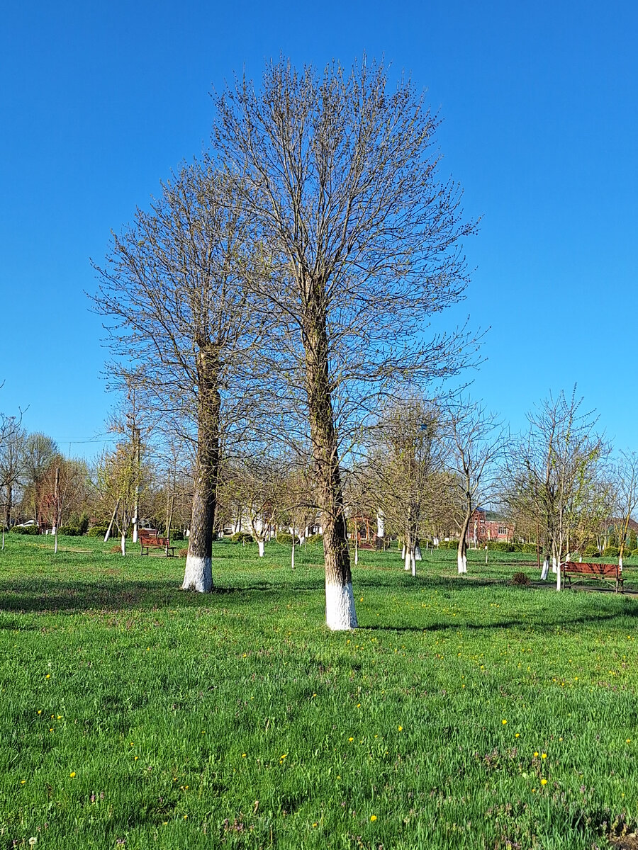 Дереаья красивы  и  без листаы.