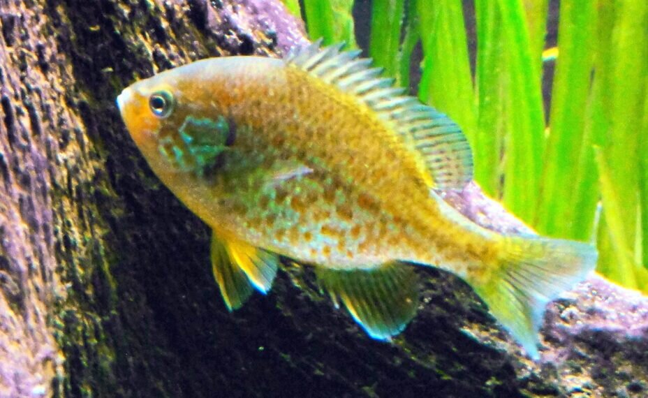    Изначально солнечного окуня выводили для аквариумов. Источник фото: Википедия