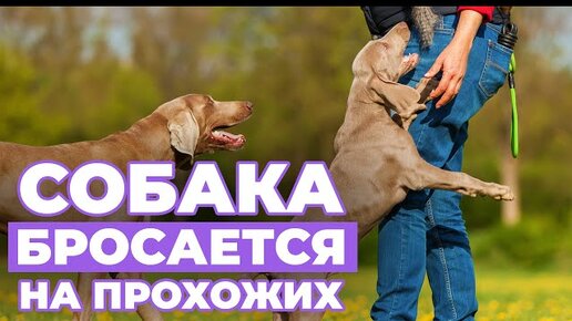 Ваша СОБАКА перестанет БРОСАТЬСЯ НА ПРОХОЖИХ после просмотра ЭТОГО ВИДЕО!