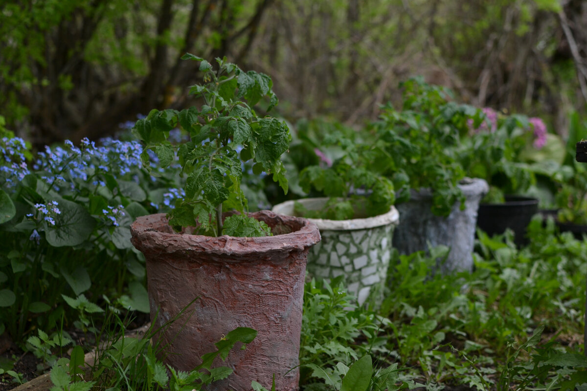 Мои томаты в тени