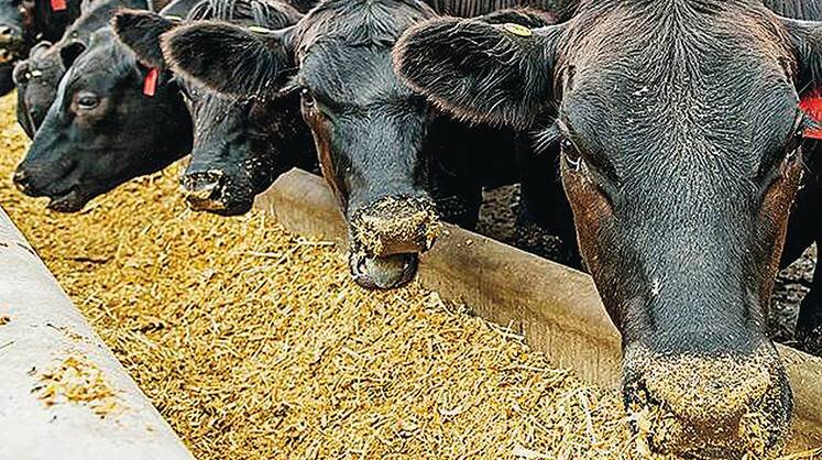     Развивать только мясное скотоводство оказалось невыгодным