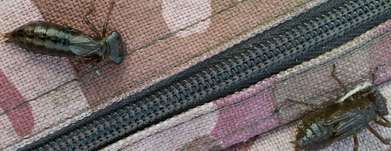 Личинка стрекозы, или "Бабка-Макаронка" так ее называют местные рыбаки.