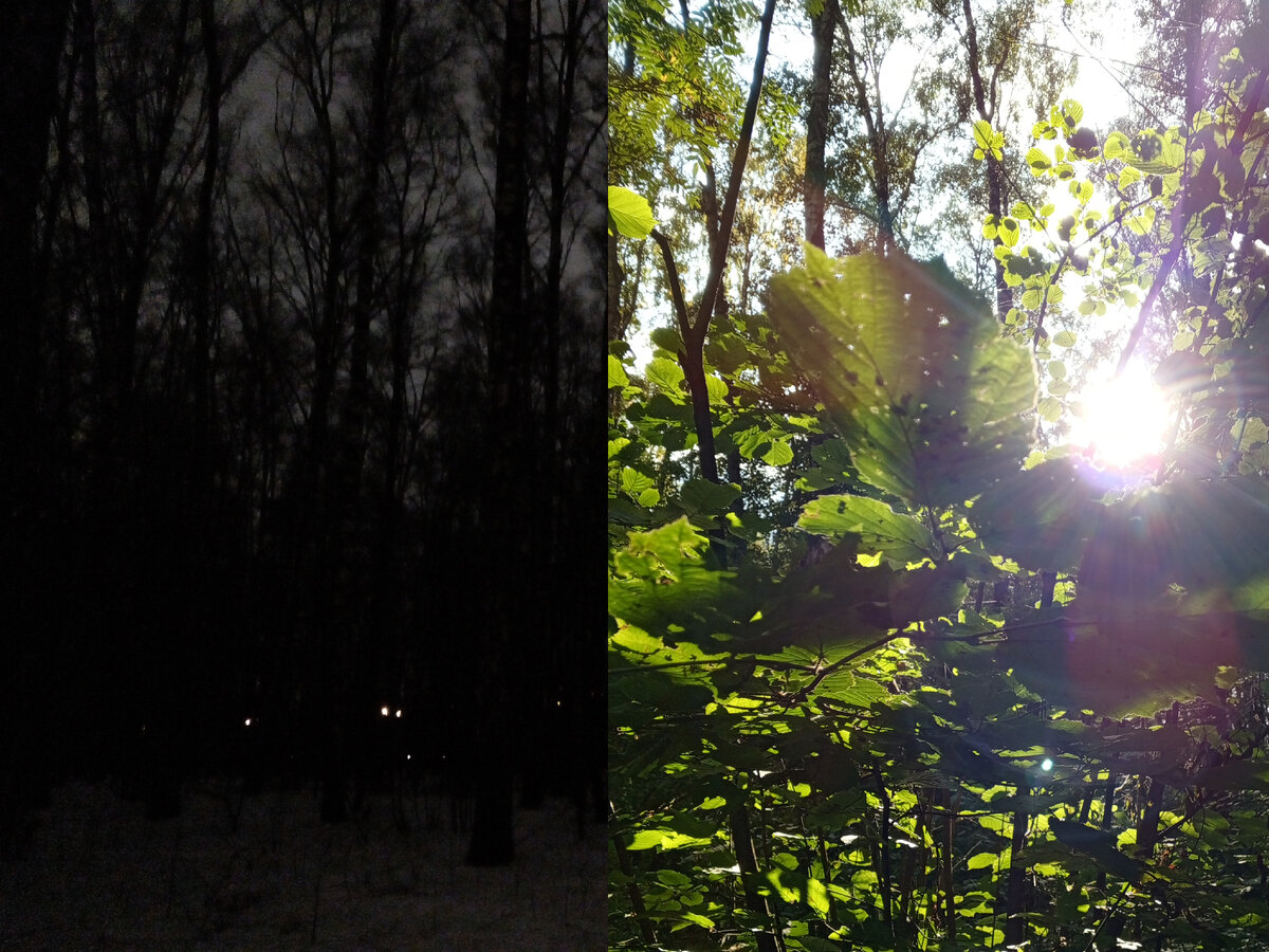 Медведковский лесопарк