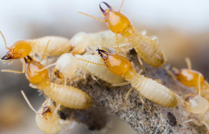 Термиты выходят на поверхность, лишь когда этого невозможно избежать. Даже к источникам пищи они передвигаются по тоннелям, сделанным из прессованной земли и экскрементов. Вот со временем их глаза и атрофировались.