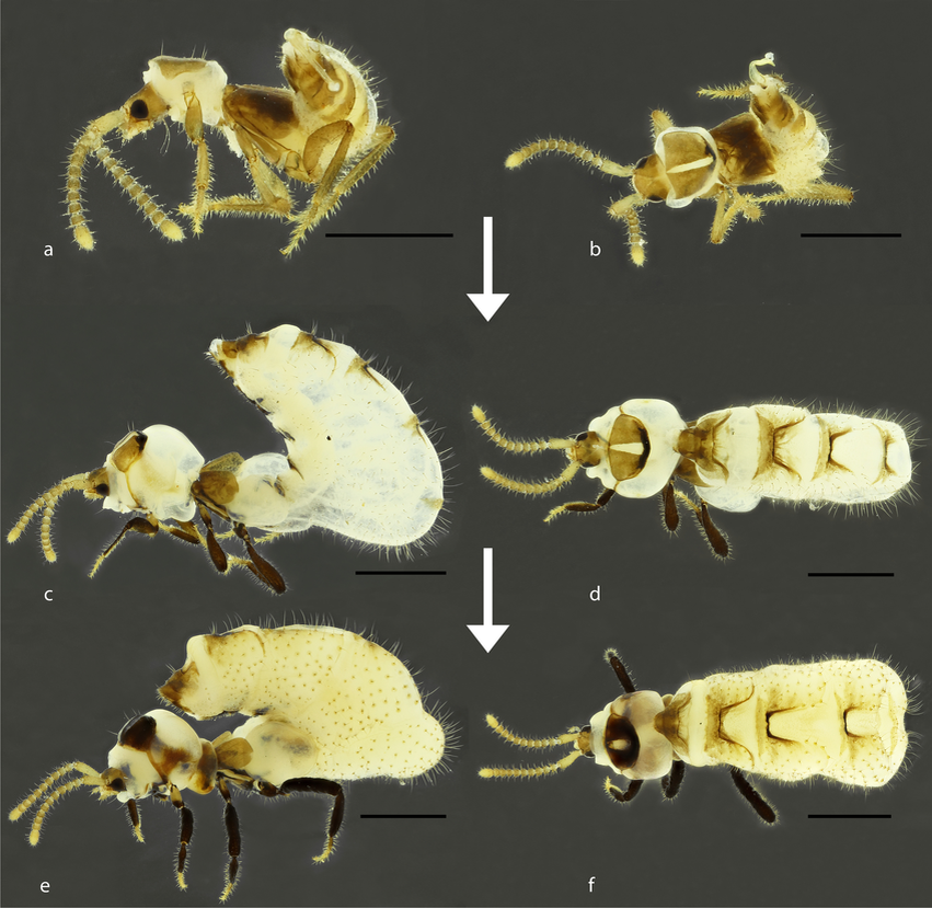 Молодые жуки выглядят почти нормально, «термитный нарост» возникает через некоторое время после вылупления из куколки. У этого процесса даже своё имя есть – физогастрия.