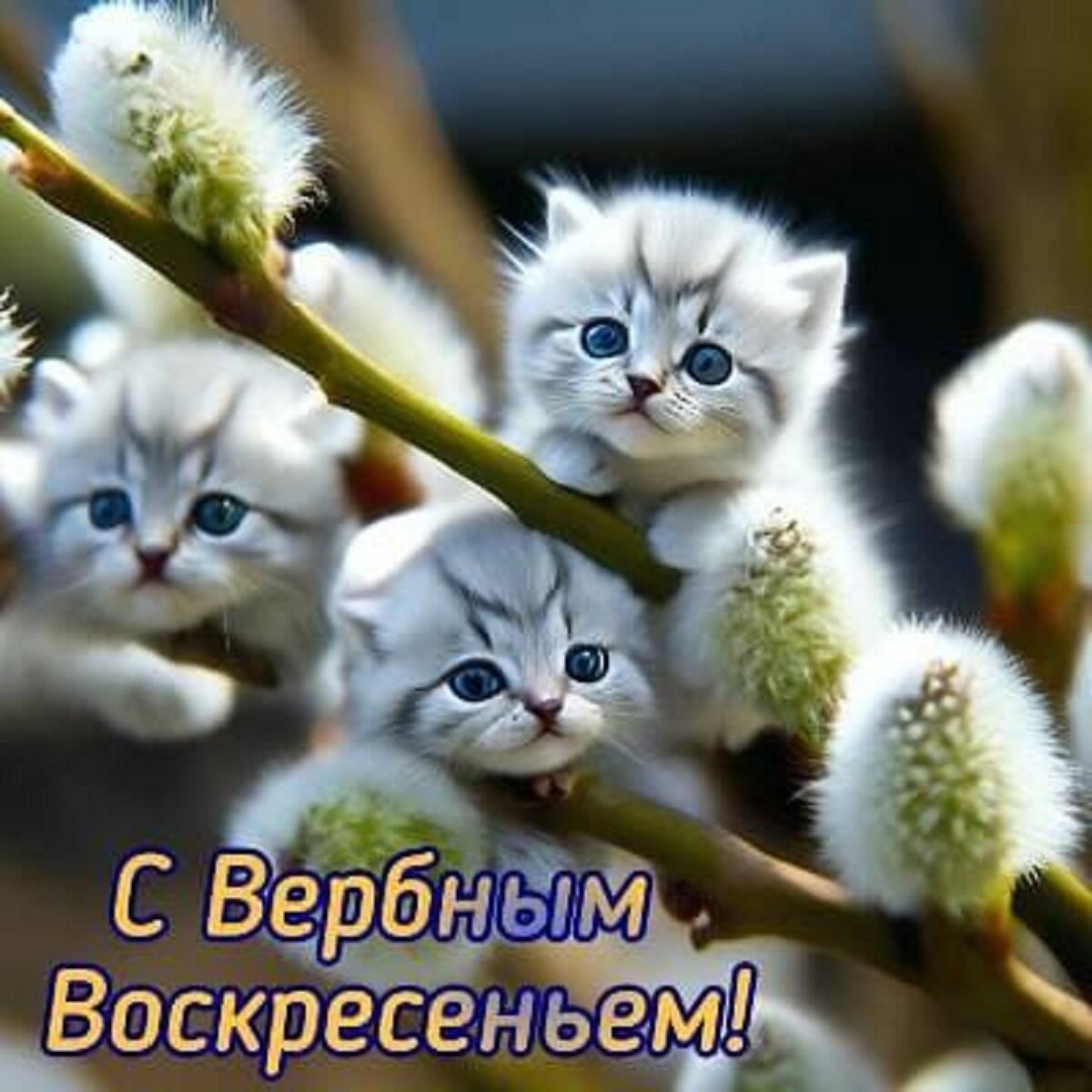 Верба с котиками