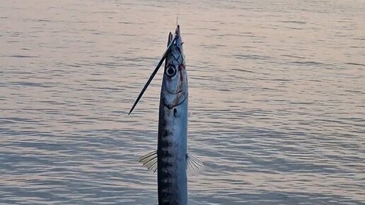 Вечерняя рыбалка на скалистом мысе. Море. Красивая природа. Барракуда на крючке