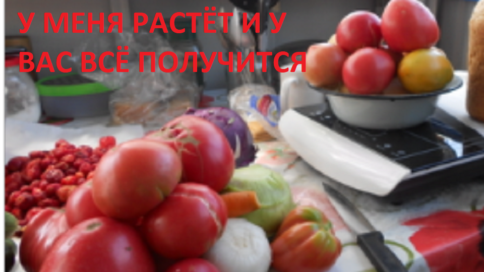 Мой урожай, который без вреда для здоровья можно кушать