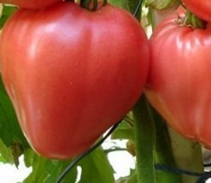 Помидоры 2021года