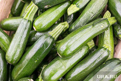 Кабачки не требует особого ухода после посадки в открытый грунт. Фото: Денис Моргунов © URA.RU