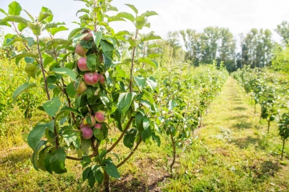   Дачные работы в мае.