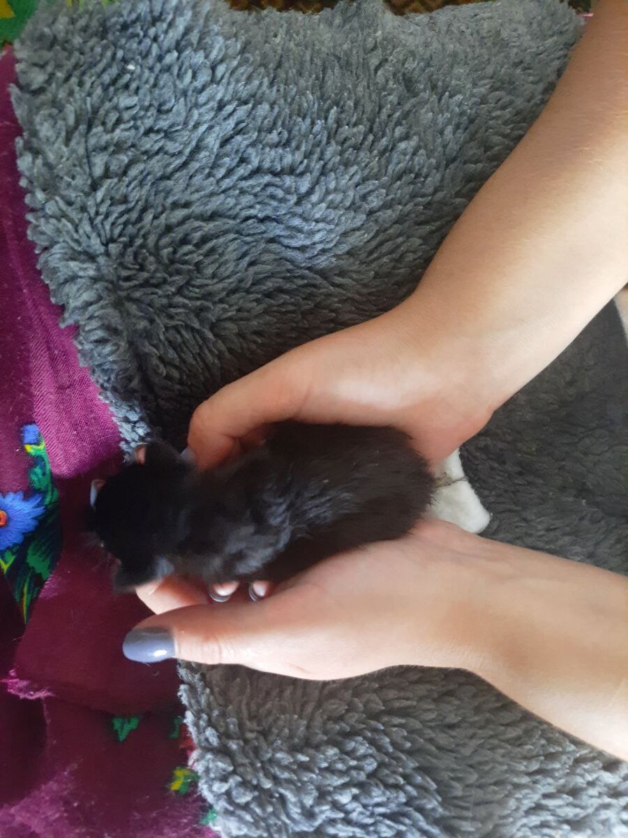  3 дня после находки котёнка.