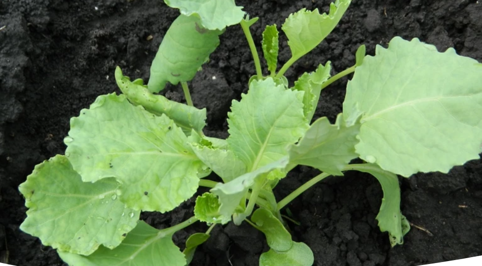 Капуста в грунт семенами: когда сажать и как вырастить без рассады
