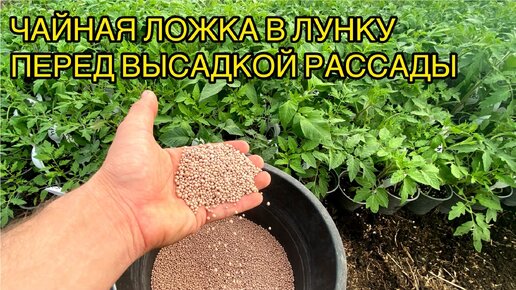 Сыплю это удобрение весной под рассаду, цветы, деревья и кустарники.