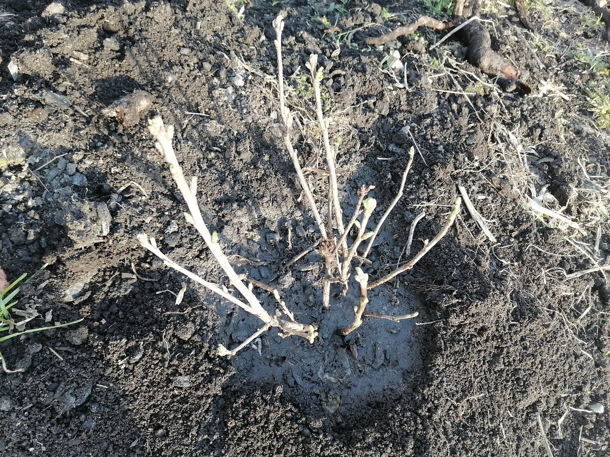 Красная смородина