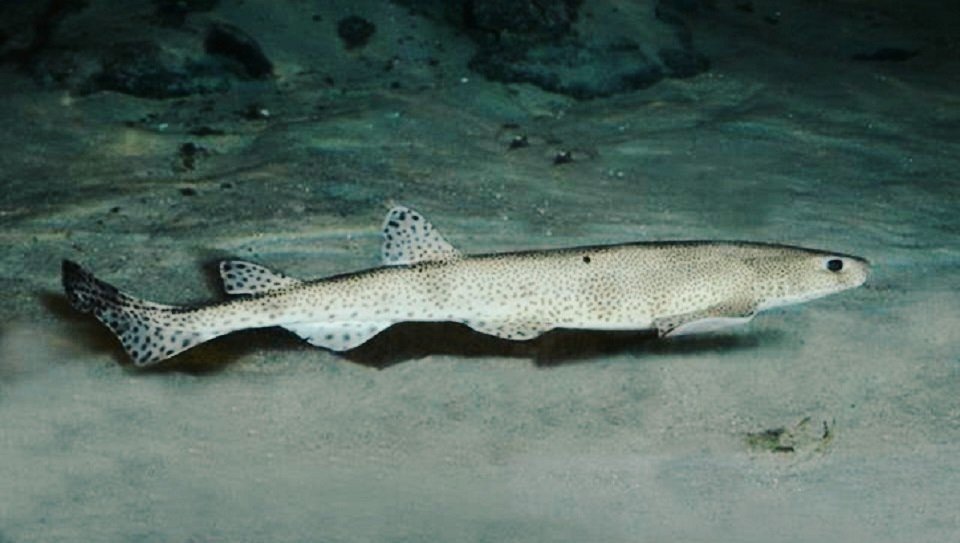 Кошачья акула, которую тут величают собачьей рыбой (нестыковка, но факт)