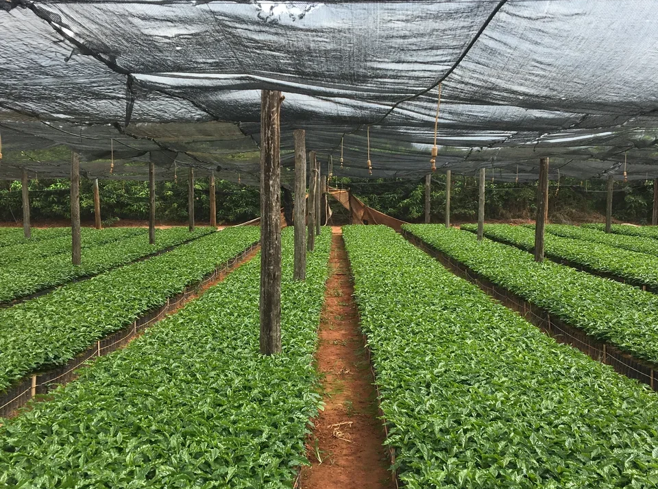 
Так выглядят кофейные ясли в Бразилии