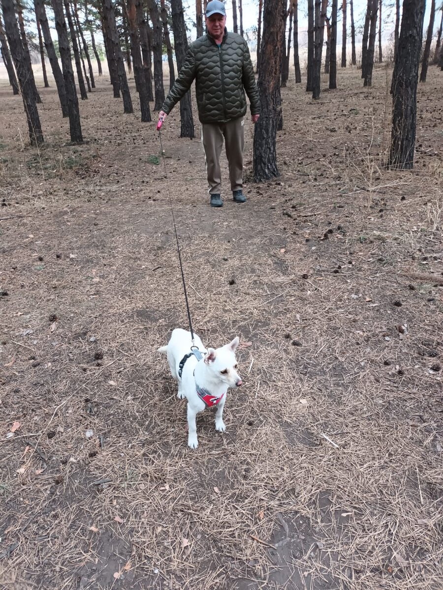 Прогулка в сосновом бору