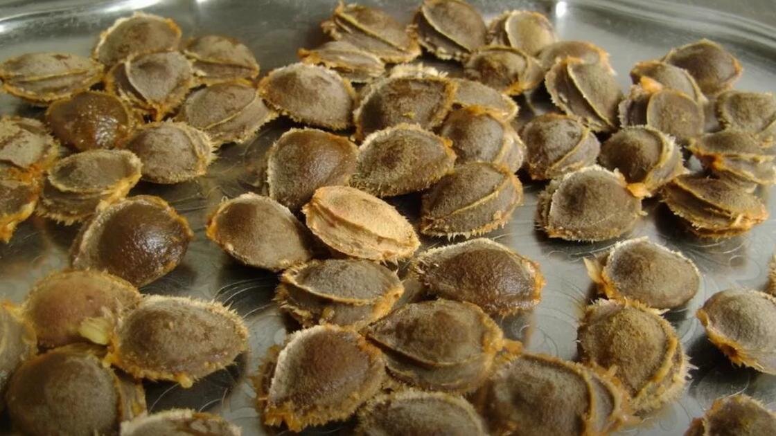    Косточки абрикоса рассыпаны на подносе:YouTube/Floroom