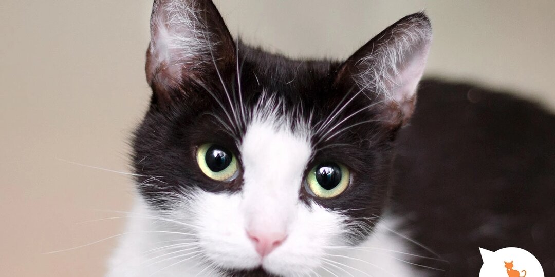 Котики — это любовь навсегда!