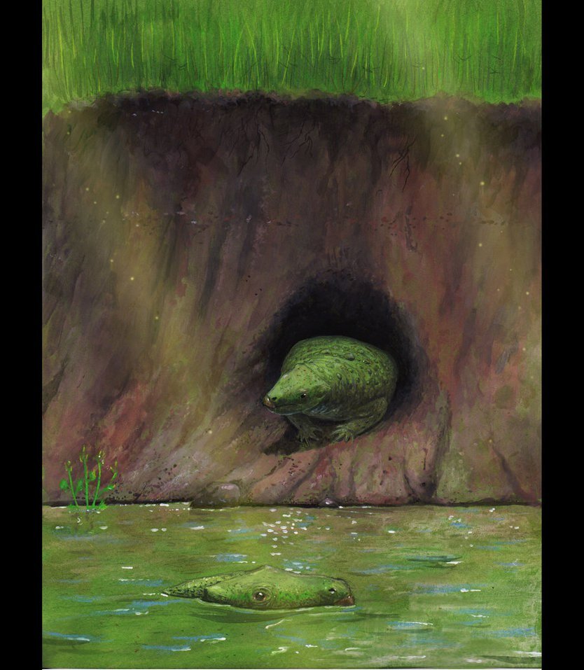 Вы удивитесь, но это странное существо являлось предком анкилозавов. да-да, это по сути примитивные анкилозавры. На этой картинке это видно наиболее хорошо, если чуть увеличить эту рептилию, вылезающую из норы, добавить брони и булаву на хвост - перед нами будет Анкилозавр.