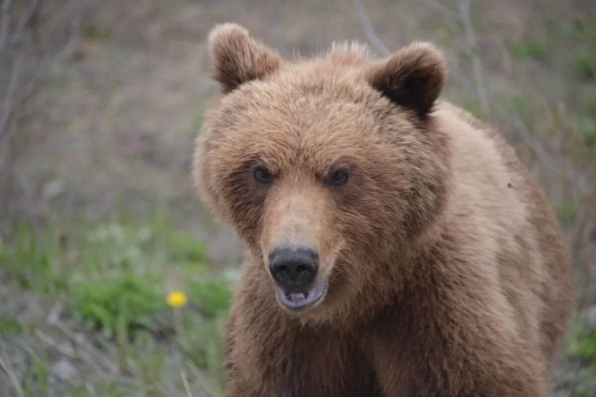    На юге Красноярского края медведь напал на автомобиль с пассажирами