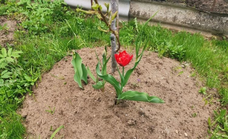    Погода на майские праздники 2024