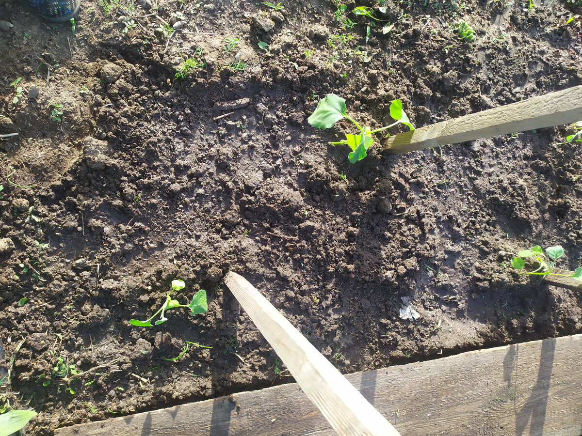 Баклажаны, высаженные в грунт, пришлось укрывать спанбондом от солнца и низкой температуры