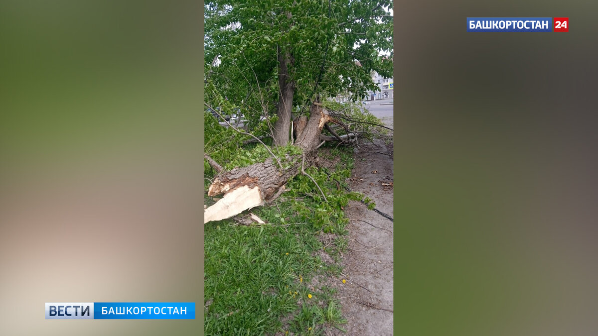    В Уфе из-за непогоды пострадали деревья и автомобили