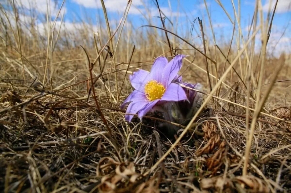    Тянемся к природе.