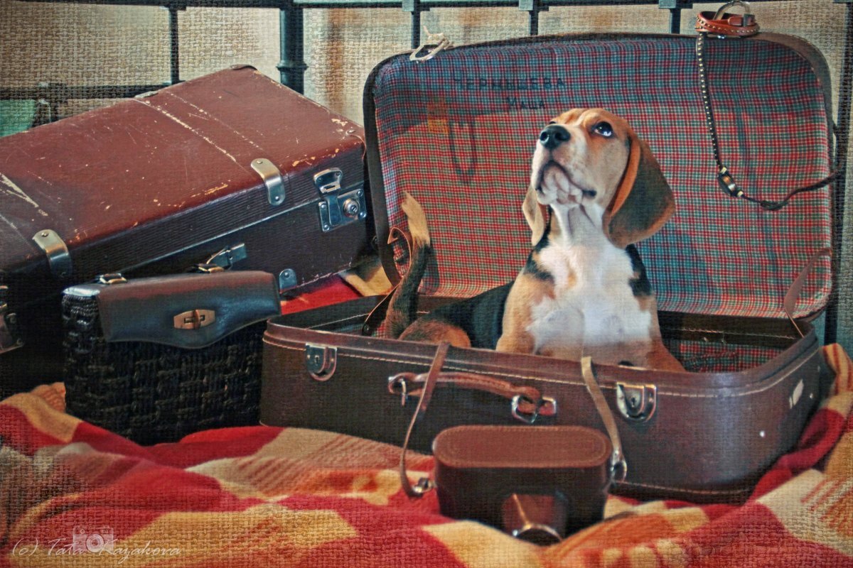 -Мама, а где мои деньги? Я уже все чемоданы обыскал...