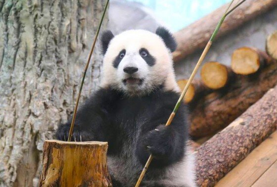    Панда Катюша