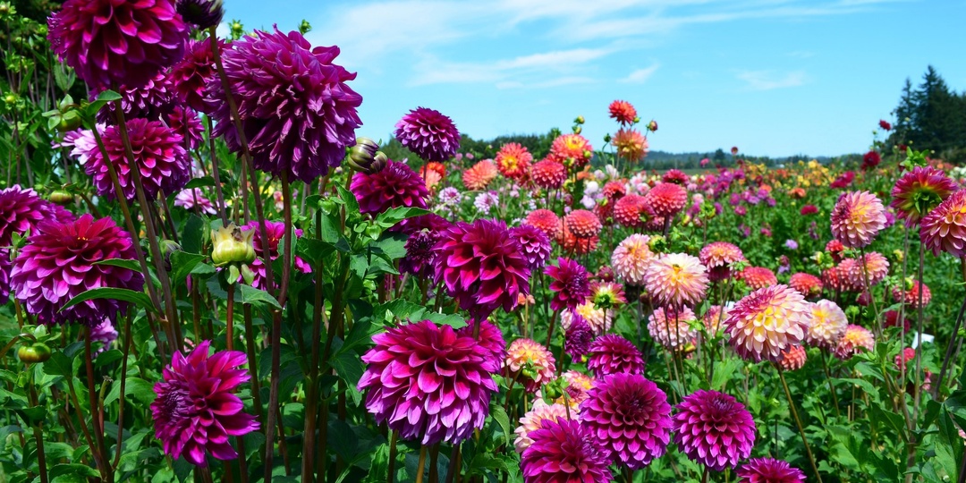 Секреты пышных георгинов