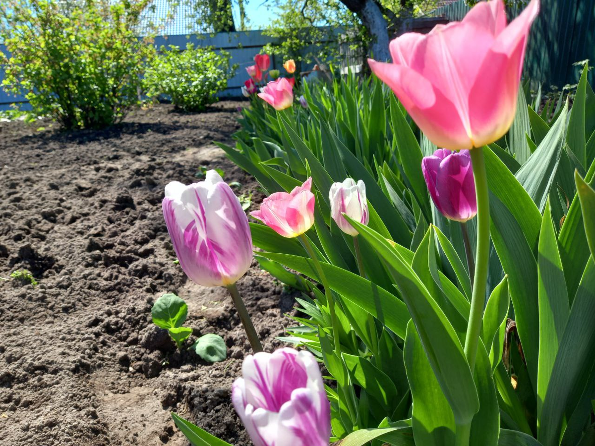 Фото автора. 29 апреля.