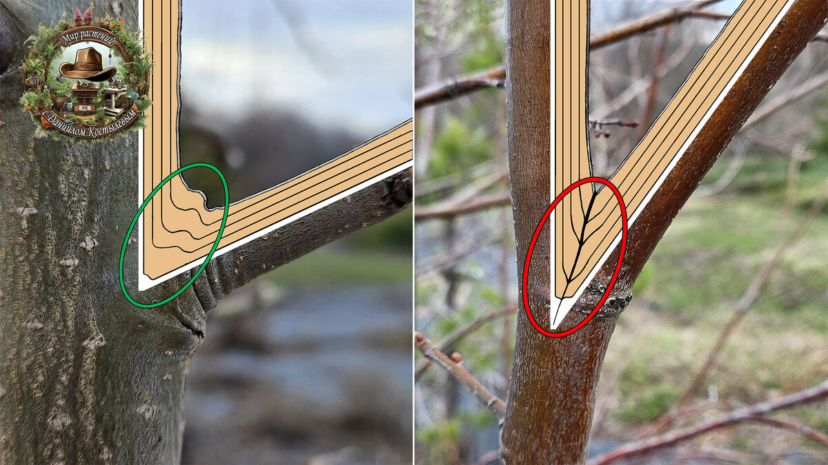 Правильный угол и очень острый угол отхождения ветви от ствола (иллюстрация Костылева Д.А.) 