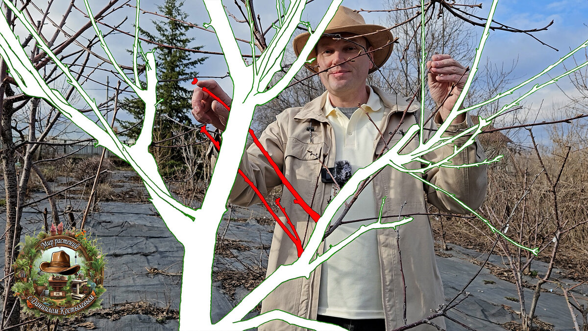 Все ветви, направленные внутрь кроны, смело удаляем (иллюстрация Костылева Д.А.)