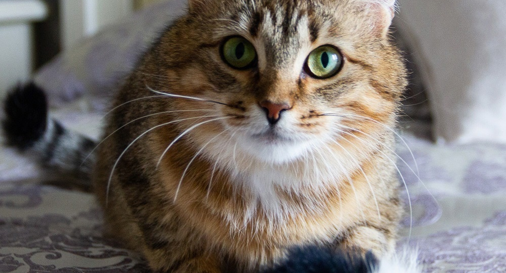 Зеленоглазая красавица в поисках дома и хозяев.