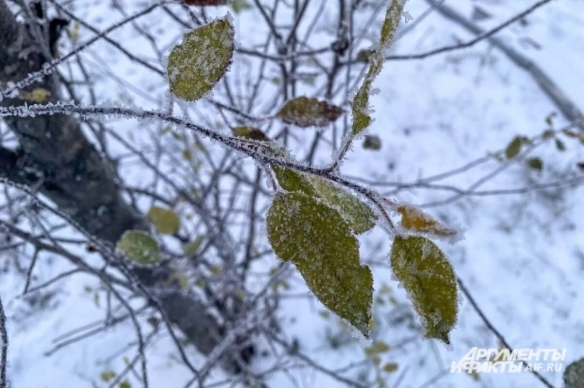    Ночные заморозки ниже нуля обещают синоптики в Ярославской области