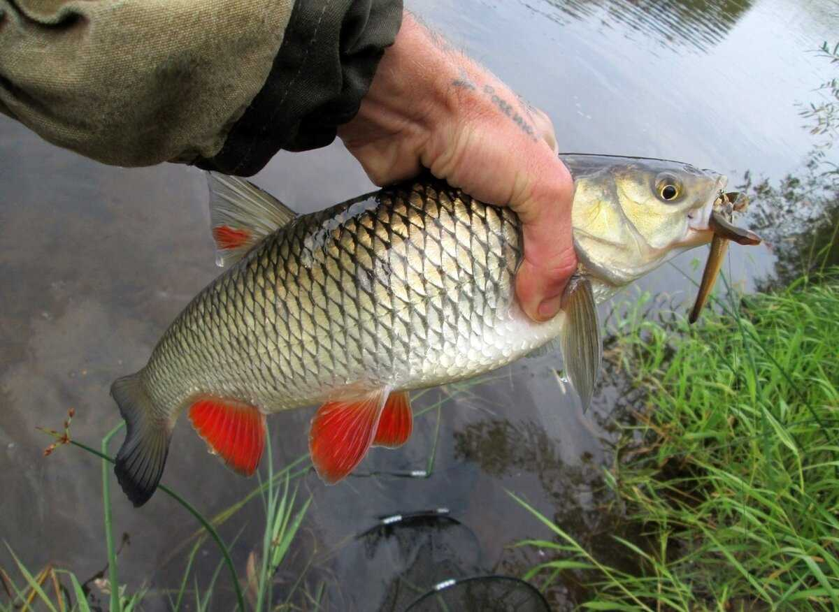 Фото с сайта: https://molkom-kazan.ru