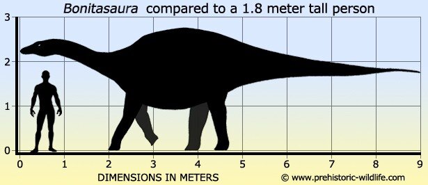 В сравнении с человеком. Это ещё не предел, некоторые особи могли достигать 4-5 метров в высоту и 10 метров в длину. По сути этот зауропод был чуть больше современного африканского Слона