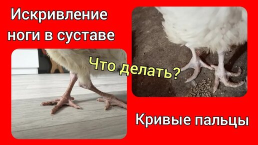 Искривление ног у индейки. Кривые пальцы у индюшат. Как помочь?